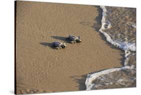 Kemp's riley sea turtle baby turtles walking towards surf, South Padre Island, South Texas, USA-Rolf Nussbaumer-Stretched Canvas