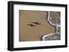 Kemp's riley sea turtle baby turtles walking towards surf, South Padre Island, South Texas, USA-Rolf Nussbaumer-Framed Premium Photographic Print