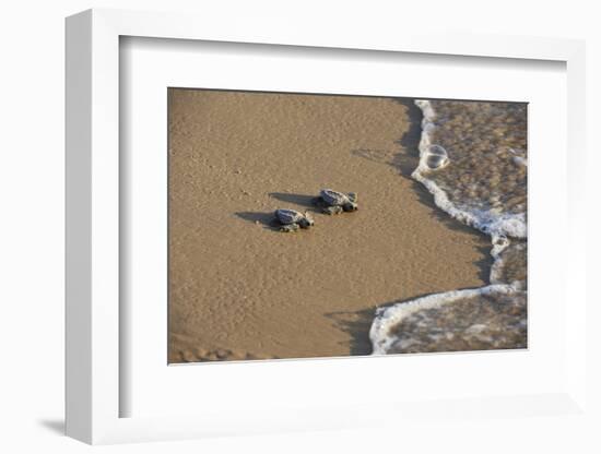 Kemp's riley sea turtle baby turtles walking towards surf, South Padre Island, South Texas, USA-Rolf Nussbaumer-Framed Premium Photographic Print