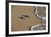 Kemp's riley sea turtle baby turtles walking towards surf, South Padre Island, South Texas, USA-Rolf Nussbaumer-Framed Photographic Print