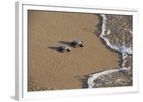 Kemp's riley sea turtle baby turtles walking towards surf, South Padre Island, South Texas, USA-Rolf Nussbaumer-Framed Photographic Print