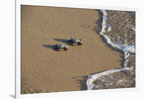 Kemp's riley sea turtle baby turtles walking towards surf, South Padre Island, South Texas, USA-Rolf Nussbaumer-Framed Photographic Print