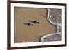 Kemp's riley sea turtle baby turtles walking towards surf, South Padre Island, South Texas, USA-Rolf Nussbaumer-Framed Photographic Print