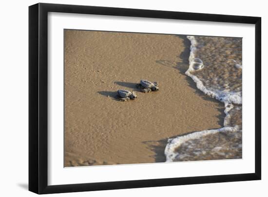 Kemp's riley sea turtle baby turtles walking towards surf, South Padre Island, South Texas, USA-Rolf Nussbaumer-Framed Photographic Print