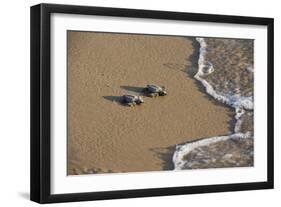 Kemp's riley sea turtle baby turtles walking towards surf, South Padre Island, South Texas, USA-Rolf Nussbaumer-Framed Photographic Print