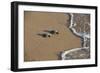 Kemp's riley sea turtle baby turtles walking towards surf, South Padre Island, South Texas, USA-Rolf Nussbaumer-Framed Photographic Print