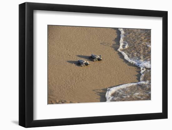 Kemp's riley sea turtle baby turtles walking towards surf, South Padre Island, South Texas, USA-Rolf Nussbaumer-Framed Photographic Print