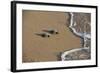 Kemp's riley sea turtle baby turtles walking towards surf, South Padre Island, South Texas, USA-Rolf Nussbaumer-Framed Photographic Print