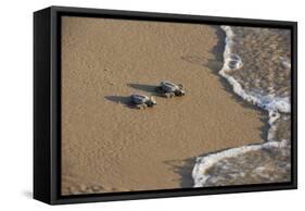 Kemp's riley sea turtle baby turtles walking towards surf, South Padre Island, South Texas, USA-Rolf Nussbaumer-Framed Stretched Canvas