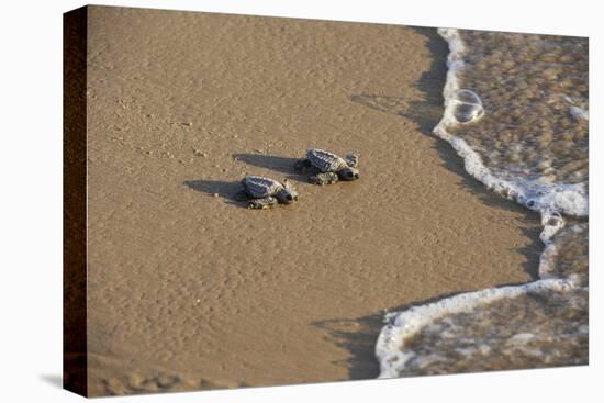 Kemp's riley sea turtle baby turtles walking towards surf, South Padre Island, South Texas, USA-Rolf Nussbaumer-Stretched Canvas