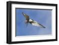 Chelsea Black