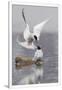 Gramercy White