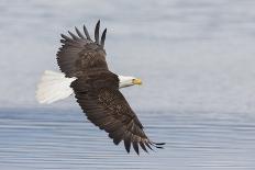 Bald Eagles flying-Ken Archer-Photographic Print