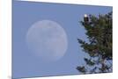 Wood Mount