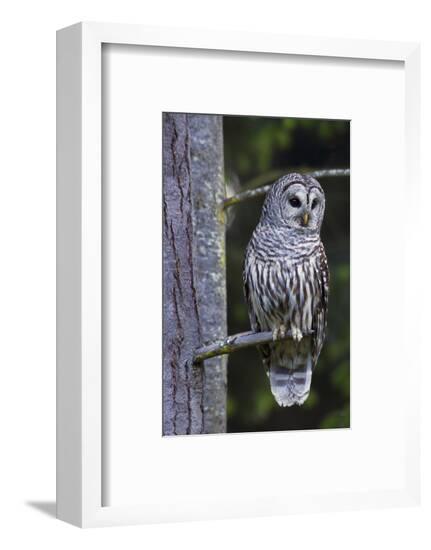 Framed Photographic Print, , large