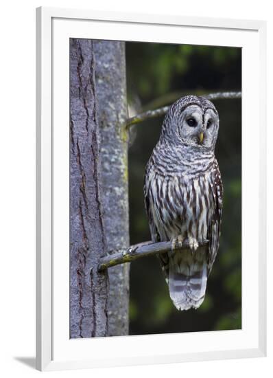 Framed Photographic Print, , large