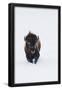 Essential Black