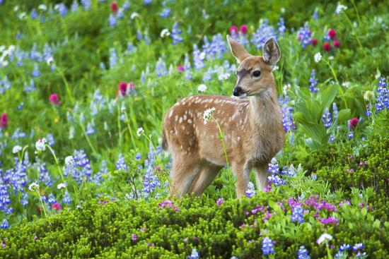 Premium Photographic Print, , large
