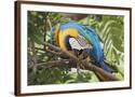 Chelsea Espresso