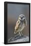Essential Black