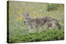 Stretched Canvas