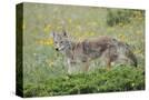 Stretched Canvas