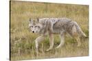Stretched Canvas