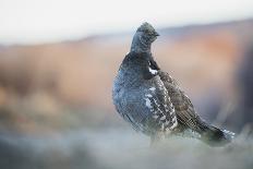 Dusky Grouse-Ken Archer-Photographic Print