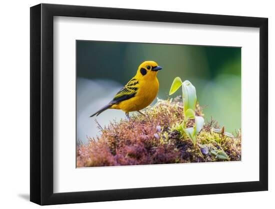 Premium Photographic Print, , large