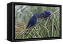 Canvas Black