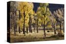 Stretched Canvas