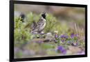 Gramercy Black