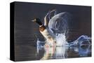 Stretched Canvas