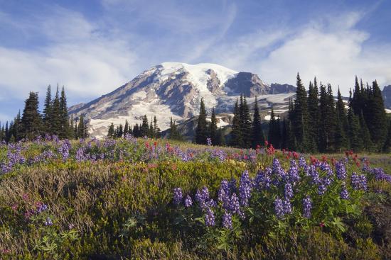 Premium Photographic Print, , large