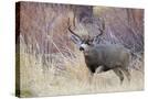Stretched Canvas