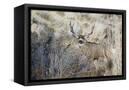 Canvas Black