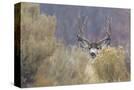 Stretched Canvas