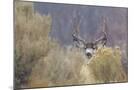 Wood Mount