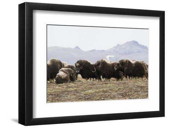 Premium Photographic Print, , large