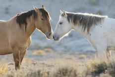 Wild horses, Mustangs-Ken Archer-Photographic Print