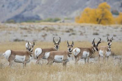 Pronghorn antelope herd.