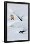 Essential Black