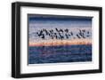 Chelsea Black