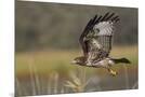 Wood Mount