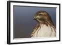 Chelsea Black