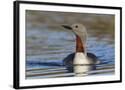 Chelsea Black