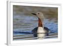 Chelsea White