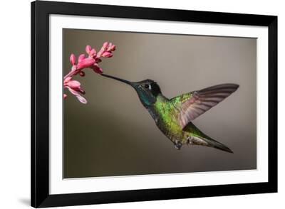激レア mansfield HummingBird 激レア mansfield HummingBird（Beautiful Hummingbird