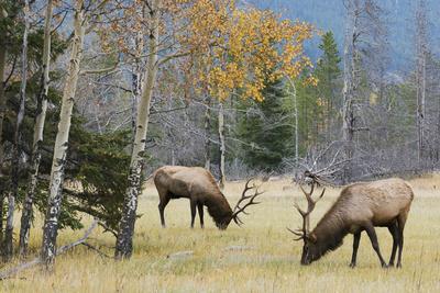 Rocky Mountain Bull Elk Foraging