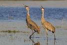 Laminate